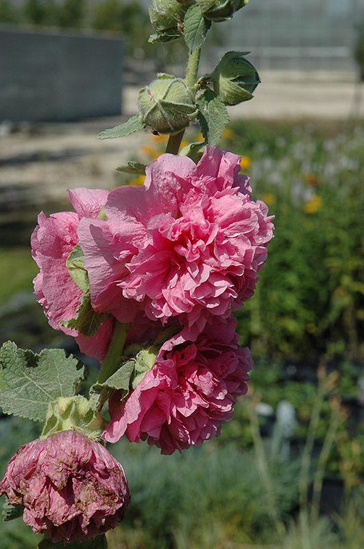 Pink Round Flower Logo - Chater's Double Pink Hollyhock (Alcea rosea 'Chater's Double Pink ...