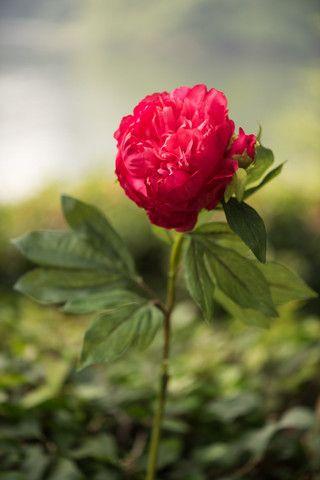 Pink Round Flower Logo - Peony - Bright Pink - Double full petalled with bud - Mezu Silk Flowers