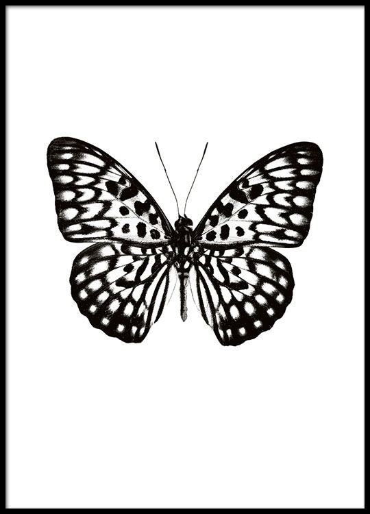 Butterfly Black and White Logo - poster / print with a black and white butterfly, print online