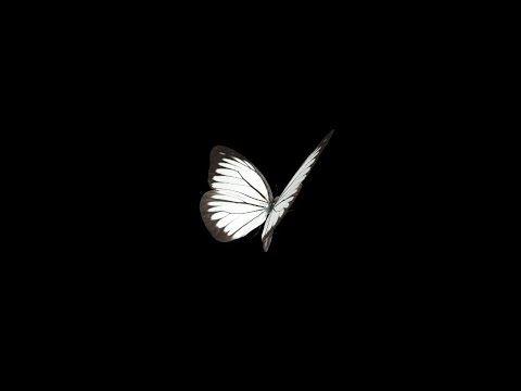 Butterfly Black and White Logo - Flying Butterfly - White Cabbage - Loop - Alpha channel - YouTube