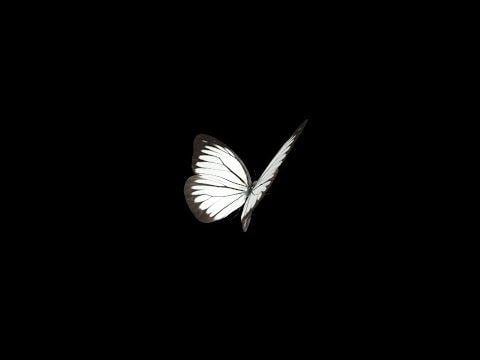 Butterfly Black and White Logo - Flying Butterfly Cabbage