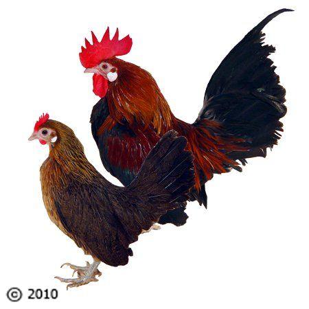 Red and Black Chicken Logo - Black Breasted Red Dutch Bantam Chicks