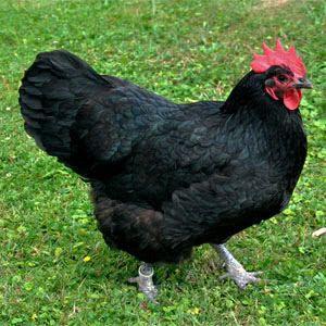 Black and Red Rooster Logo - Breeds of Chickens from A to Z | Star Milling Co.