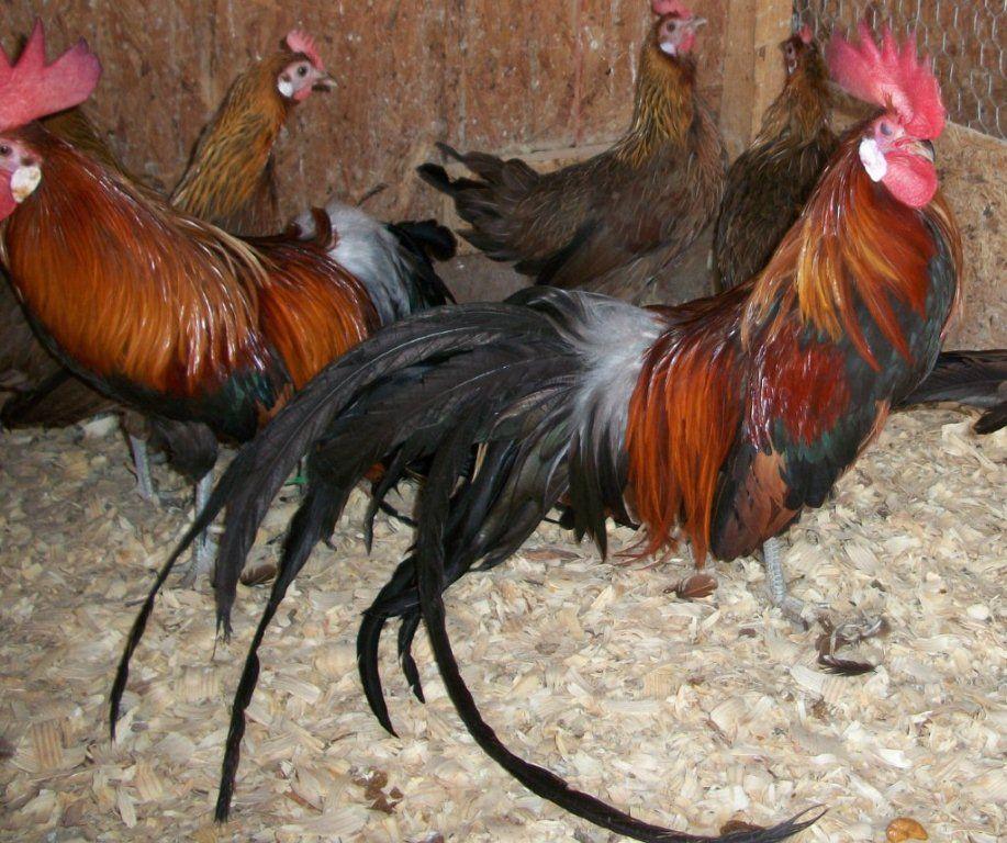 Red and Black Chicken Logo - Black Breasted Red Phoenix Chickens | Purely Poultry