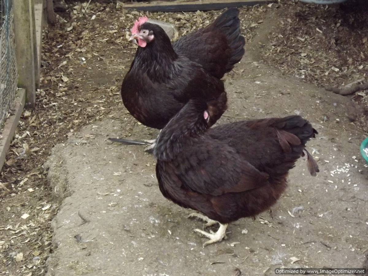 Red and Black Chicken Logo - Rhode Island Red For Sale | Chickens | Breed Information | Omlet