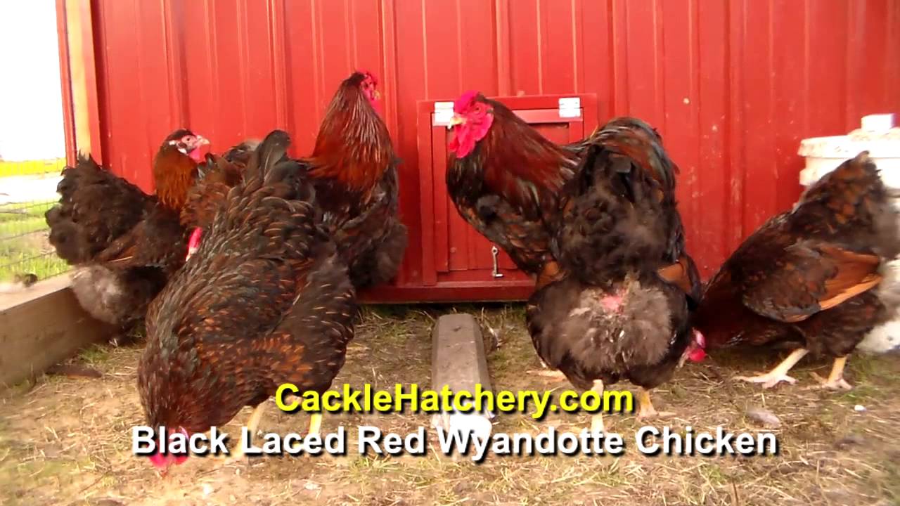 Red and Black Chicken Logo - Black Laced Red Wyandotte Chicken | Cackle Hatchery - YouTube