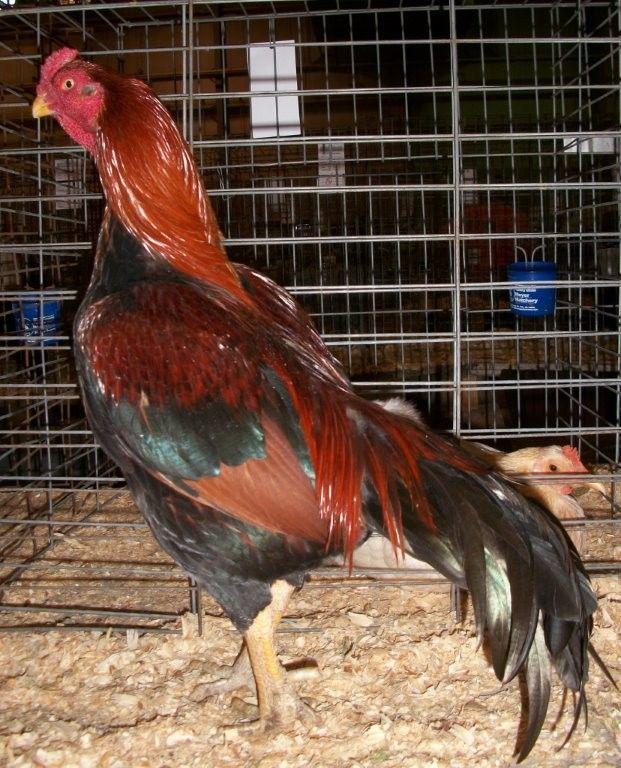 Red and Black Chicken Logo - Black Breasted Red Aseel (Asil) Chickens