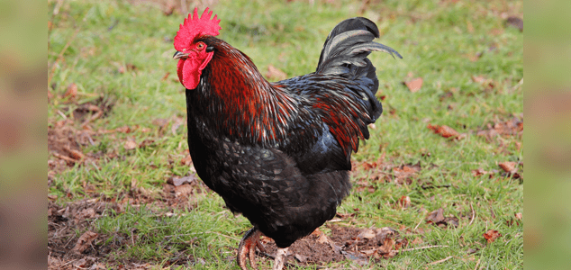 Red and Black Chicken Logo - Breeds of Chicken That Will Lay Lots of Eggs