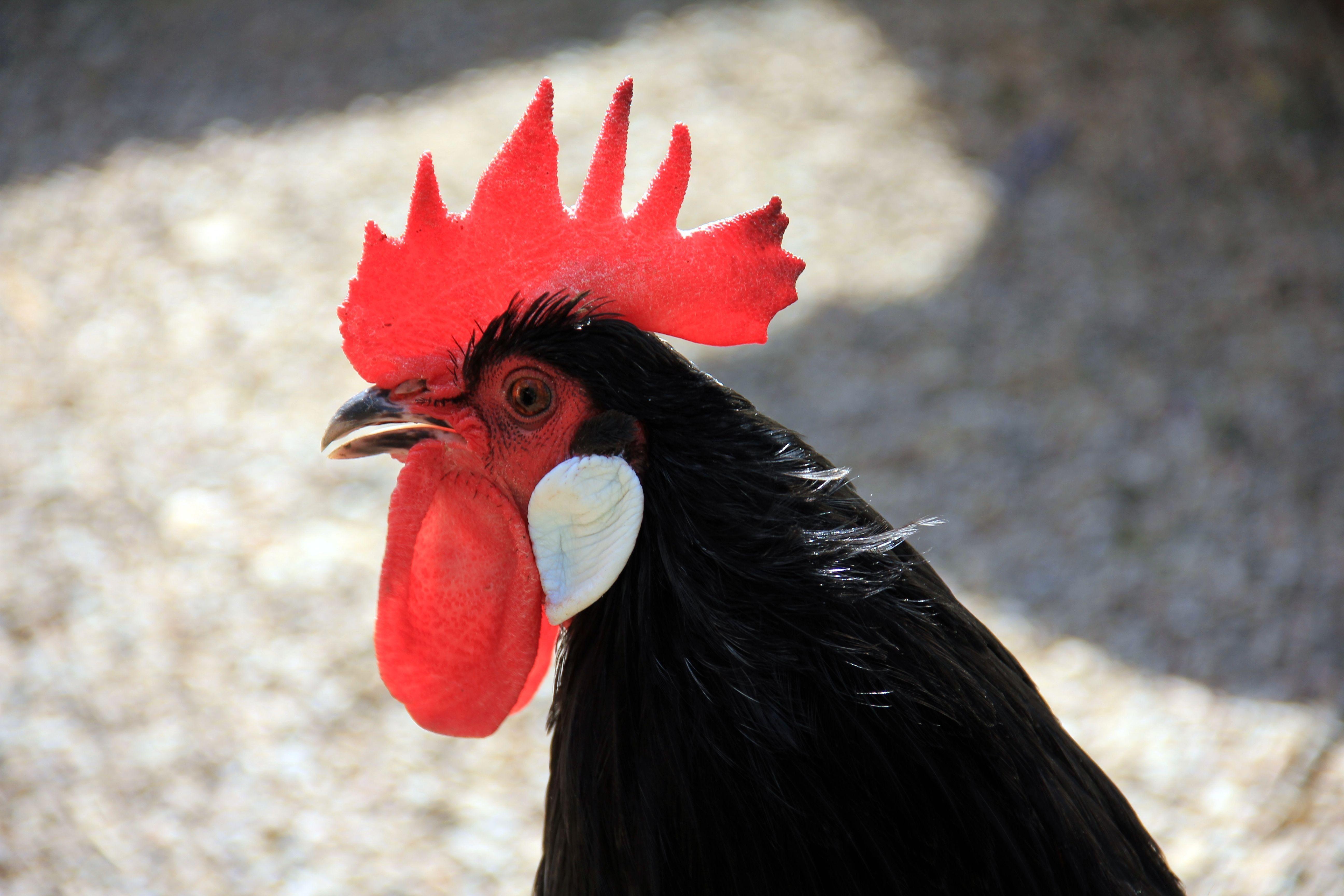 Red and Black Chicken Logo - Black Chicken · Free Stock Photo