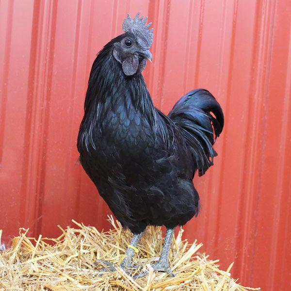 Red and Black Chicken Logo - Hatching Eggs: Svarthona (Swedish Black Chickens)
