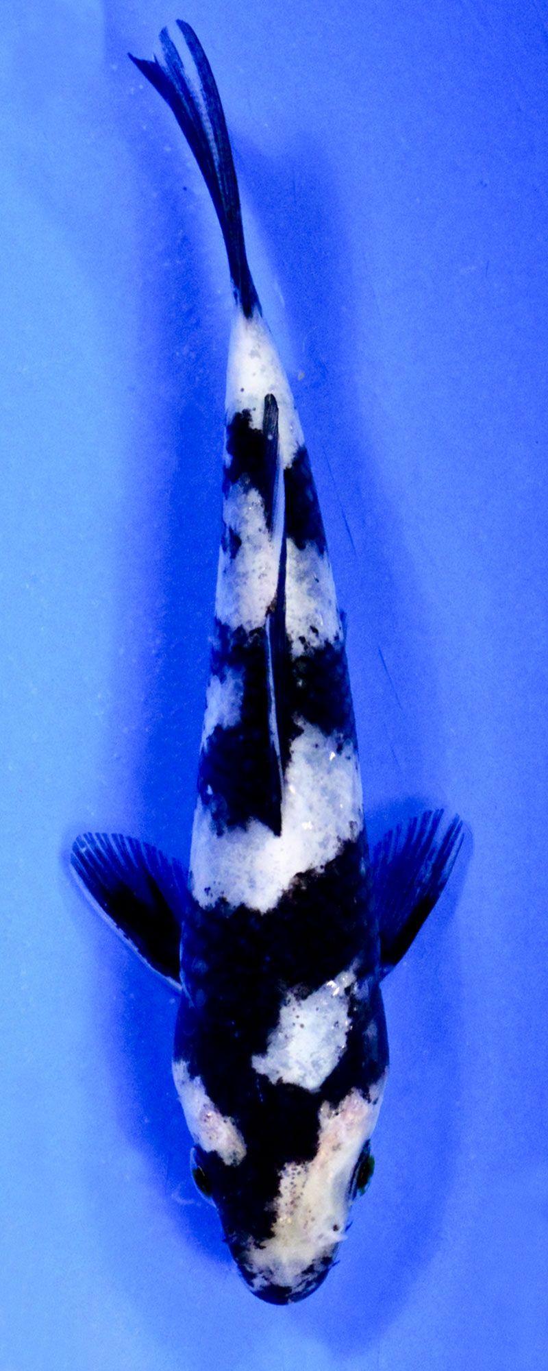 Koi Fish Black and White Logo - Koi Variety Guide | Blue Ridge Fish Hatchery