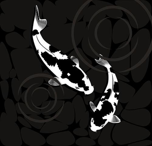 Koi Fish Black and White Logo - What You Should Know About Black Colored Koi | Fitz's Fish Ponds