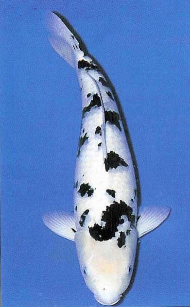 Koi Fish Black and White Logo - Japanese Koi & Garden Pond Fish Guide in New Jersey | Full Service ...