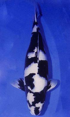 Koi Fish Black and White Logo - 308 Best Koi images | Koi carp, Japanese koi, Koi fish pond
