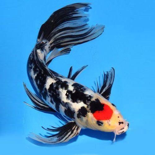 Koi Fish Black and White Logo - Black White Koi Carp Aquarium Fish, Size: 3 Inch, Rs 20 /piece | ID ...
