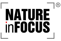 Infocus Logo - A Portal For Nature Travel/ Tourism, Photography, Wildlife ...