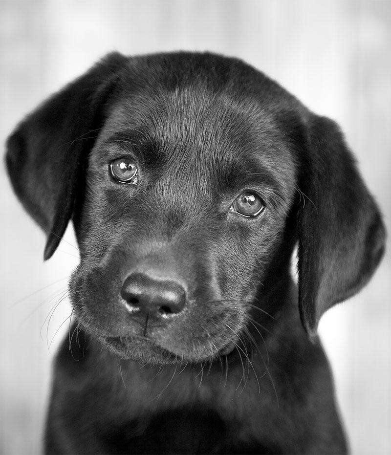 Black and White Dog Logo - Black Dog Names 200 Inspiring Ideas For Naming Your Pup