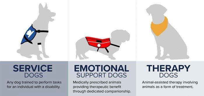 Therapy Dog Logo - Dogpanion - Service & Therapy Dog Training - Dogpanion Private Dog ...