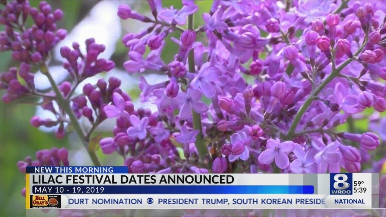 Lilac Festival Logo - Lilac Festival 2019 dates announced