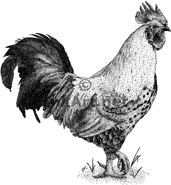 Black and White Rooster Logo - Rooster Printable Black and White. Black and white stock art ink