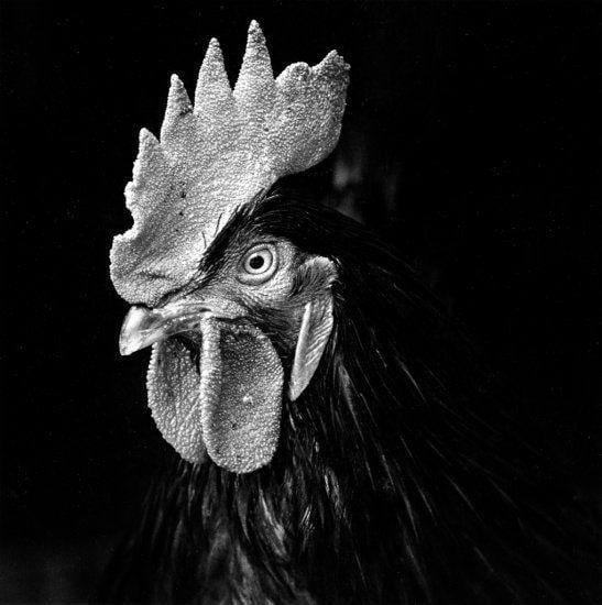 Black and White Rooster Logo - Black & White Photography by Alison Shaw: Animals and Birds