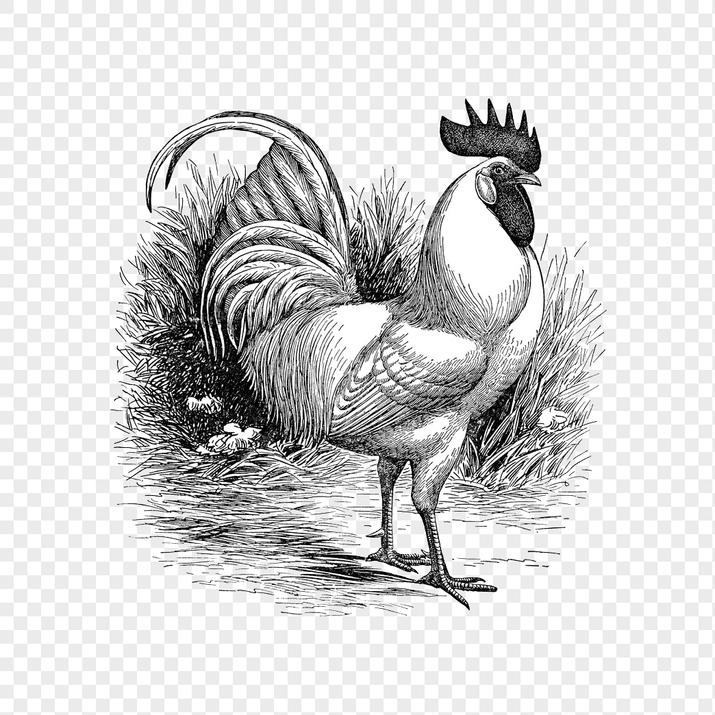Black and White Rooster Logo - Black and white rooster png image_picture free download ...