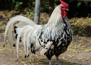 Black and White Rooster Logo - Roosters Chickens Hens & Chicks Photo Gallery