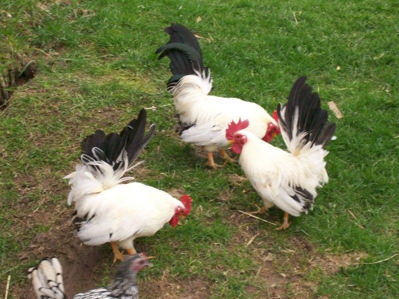 Black and White Rooster Logo - Triple Spring Acres - Rare and Fancy Chickens
