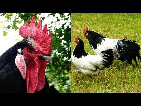 Black and White Rooster Logo - CHICKEN BREEDS E13: Lakenvelder Hens And Rooster, Black White