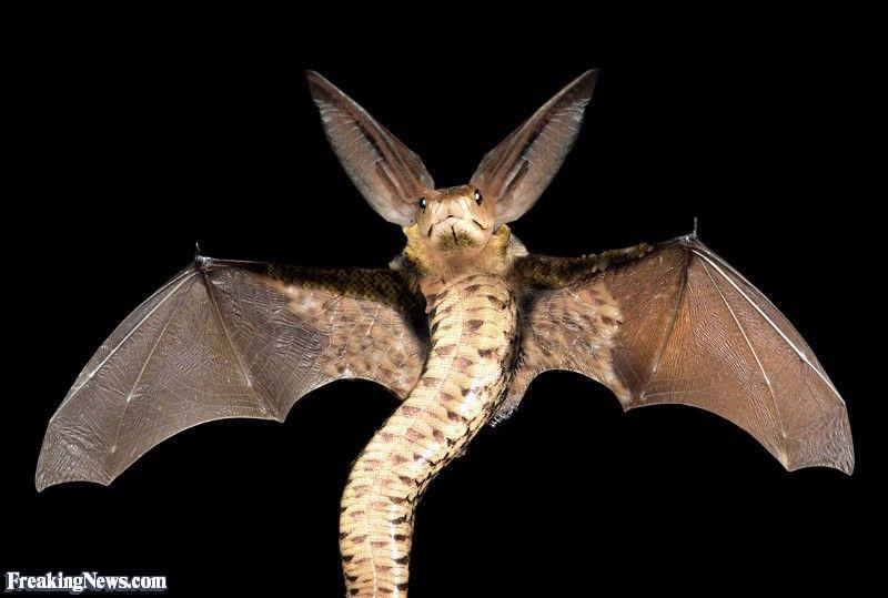 Snake Bat Logo - Bat Snake Pictures - Freaking News