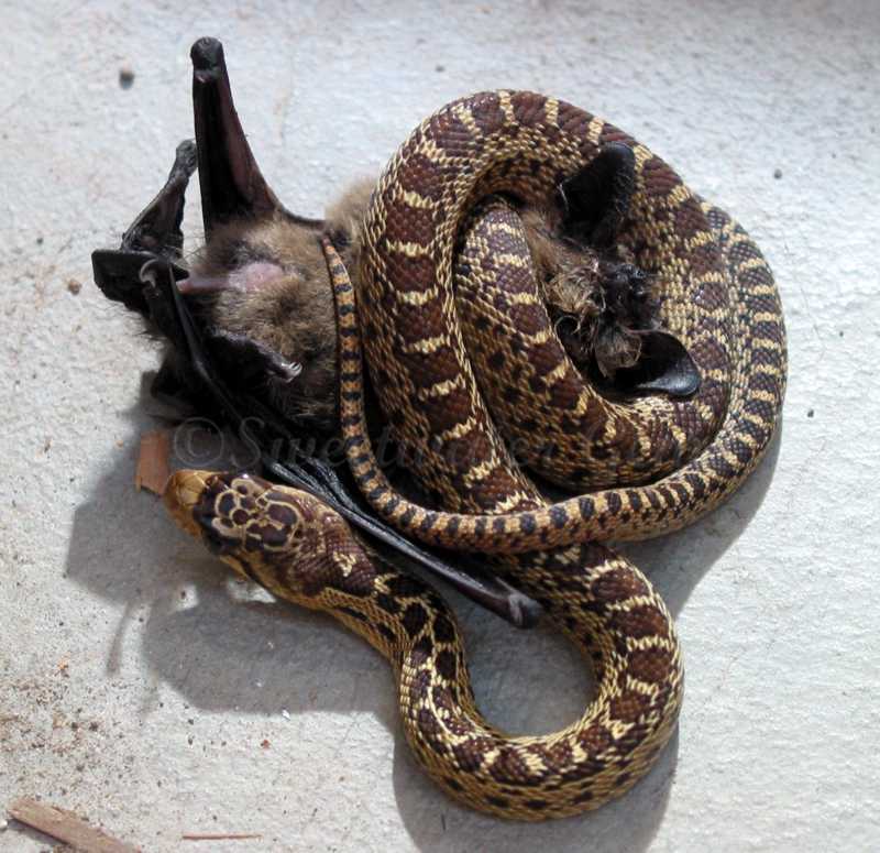 Snake Bat Logo - Snake eats bat