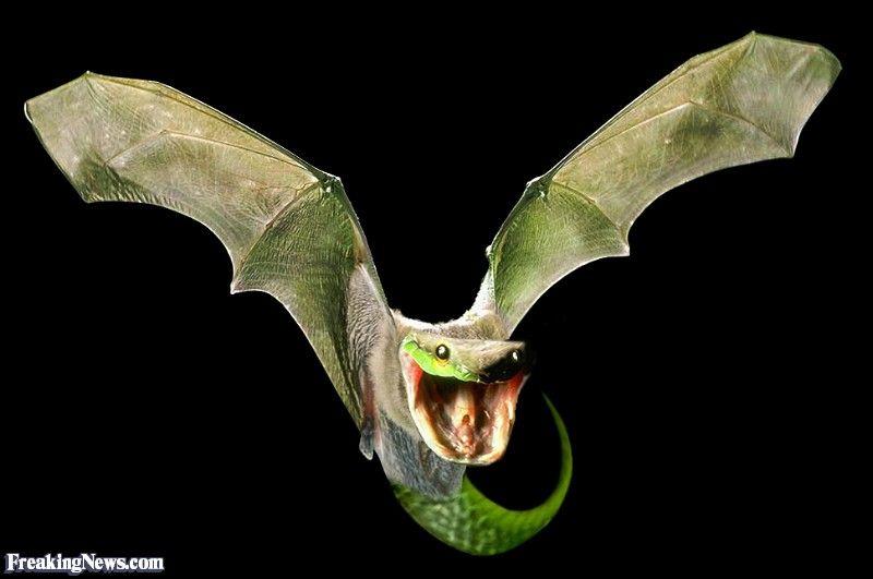 Snake Bat Logo - Bat Snake Hybrid Pictures - Freaking News