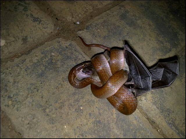 Snake Bat Logo - SAReptiles • View topic - Brown house snake and bat..