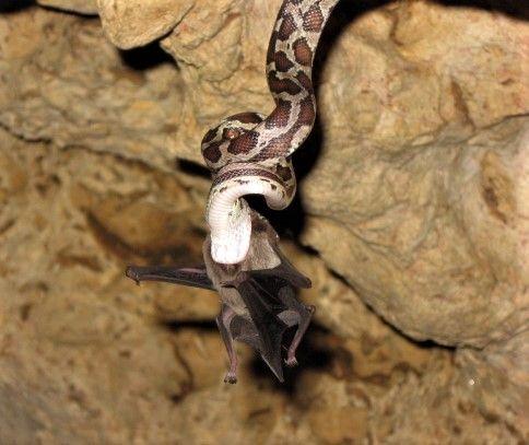 Snake Bat Logo - CAVE OF THE BAT-EATING SNAKES - My Thatched Hut