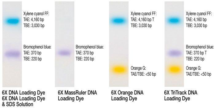 Blue and Orange G Logo - Loading Dyes and Buffers – Thermo Scientific | Thermo Fisher ...