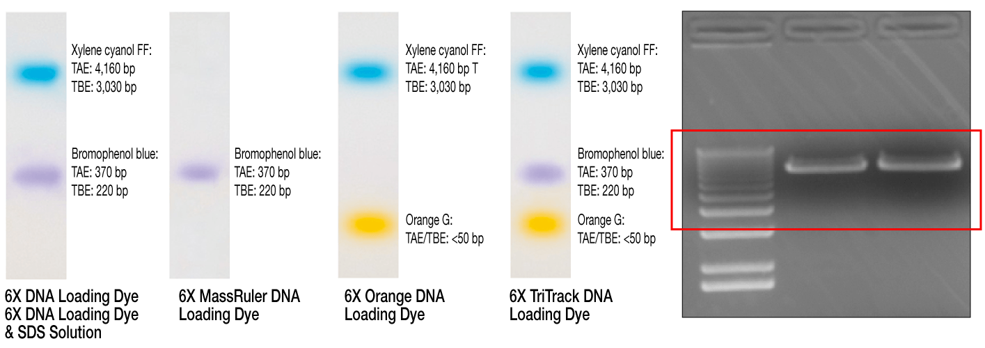 Blue and Orange G Logo - 8 Tips on DNA Ladders to Help Improve Your Research | Thermo Fisher ...