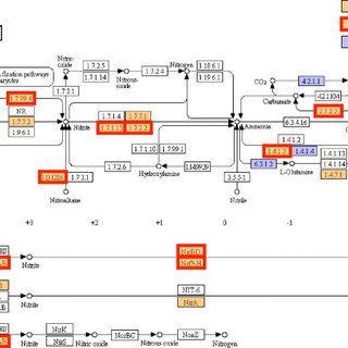 White Box with Orange B Logo - Nitrogen KEGG pathway comparison between aMoorea producens JHB and b ...