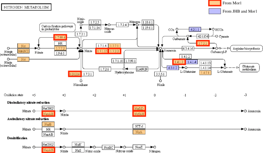 White Box with Orange B Logo - Nitrogen KEGG pathway comparison between a Moorea producens JHB