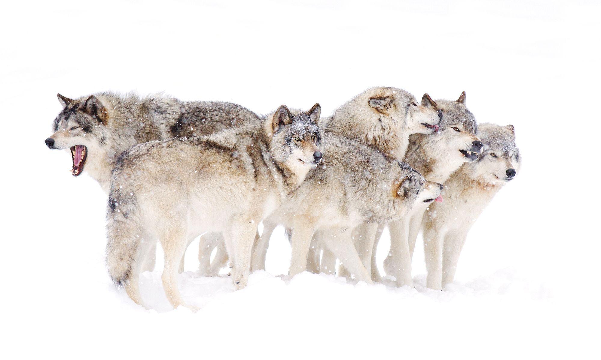 Cool Wolf Pack Logo - Pack Behavior | HowStuffWorks