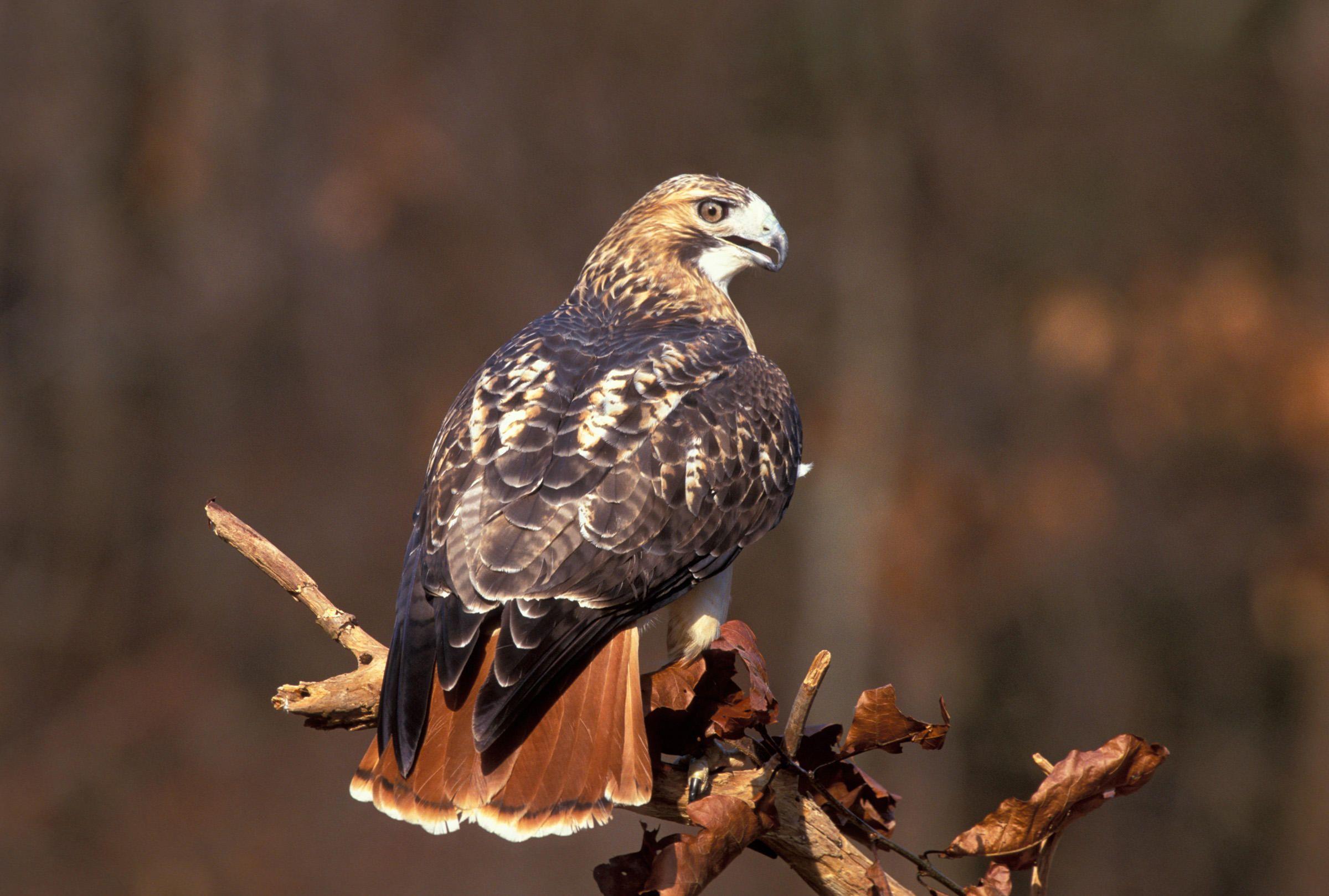 Red Tail Hawk Logo - Red-tailed Hawk | Audubon Field Guide