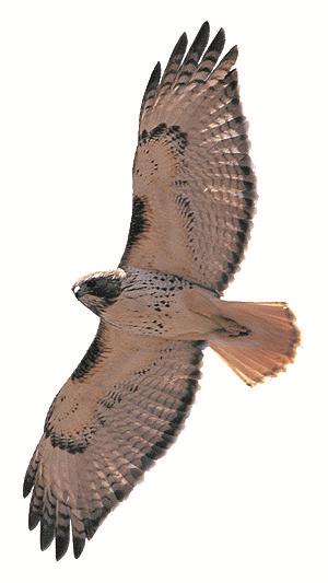 Red Tail Hawk Logo - Red-tailed Hawk | Hawk Mountain Sanctuary: Raptor Conservation ...