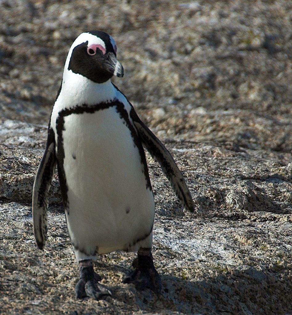 Black and White Penguins Logo - Penguins Only in Antarctica? It's Not So Black and White! — Beyond ...