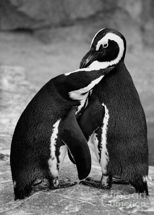 Black and White Penguins Logo - Penguin's Preening Black And White Photograph by Elle Arden Walby
