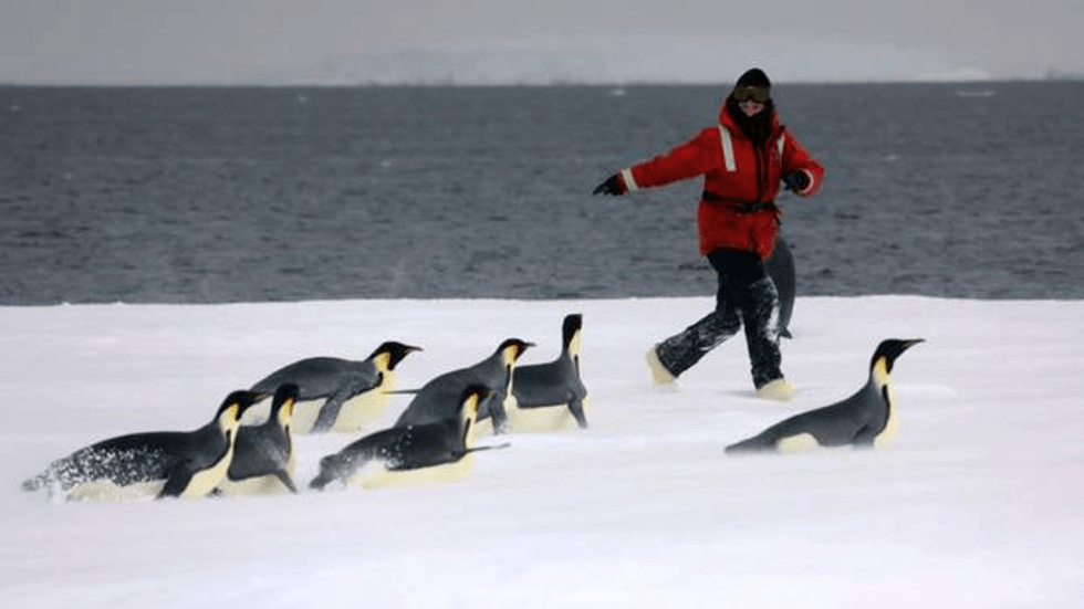 Black and White Penguins Logo - Emperor penguin behaviour is not black and white, say New Zealand ...