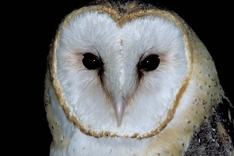 Barn Owl Face Logo - Barn Owl. MDC Discover Nature