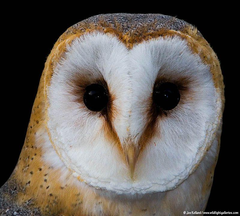 Barn Owl Face Logo - Picture of Barn Owl Face Close Up