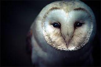 Barn Owl Face Logo - WildWatchcams: Owls. Washington Department of Fish & Wildlife