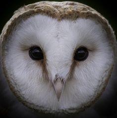 Barn Owl Face Logo - Best owl faces image. Owls, Barn owls, Beautiful owl