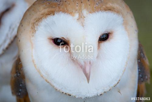 Barn Owl Face Logo - Barn Owl Face