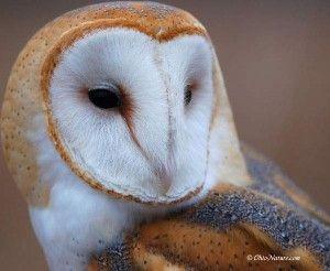 Barn Owl Face Logo - Owl Box Benefits. Buy Owl Boxes Online